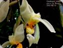 Stanhopea embreei